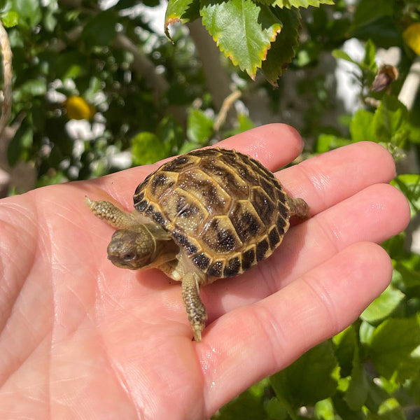 Russian Tortoise #2R