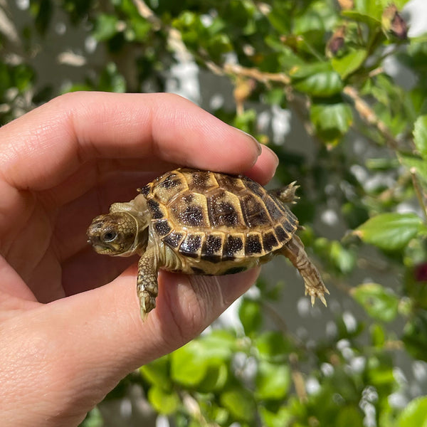 Russian Tortoise #2R