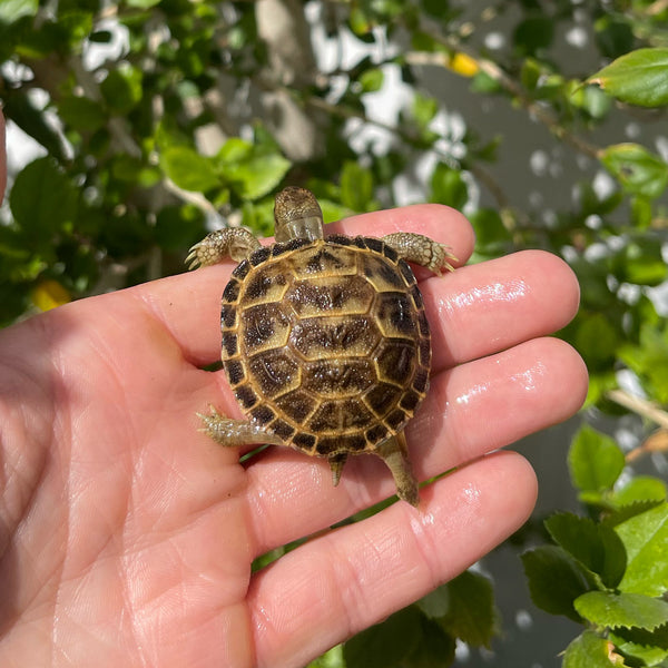 Russian Tortoise #2R