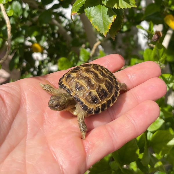 Russian Tortoise #2R