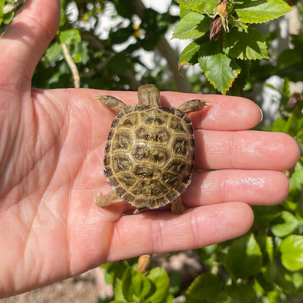 Russian Tortoise #3R