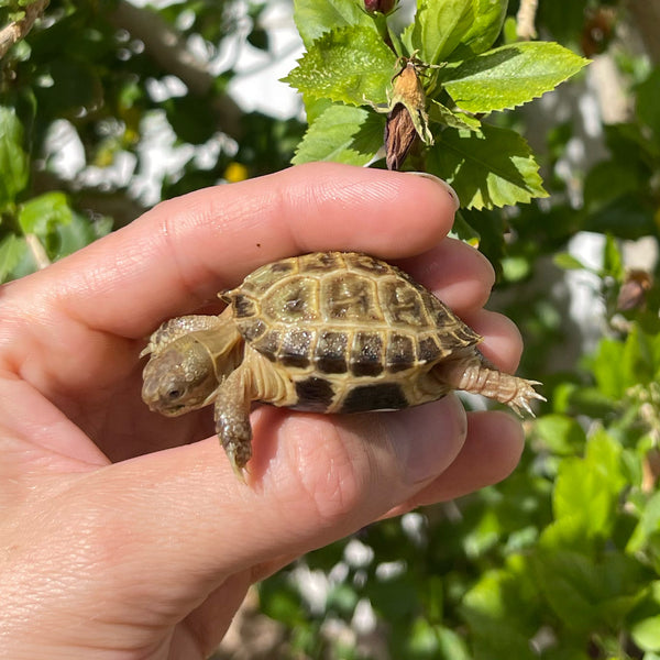 Russian Tortoise #3R