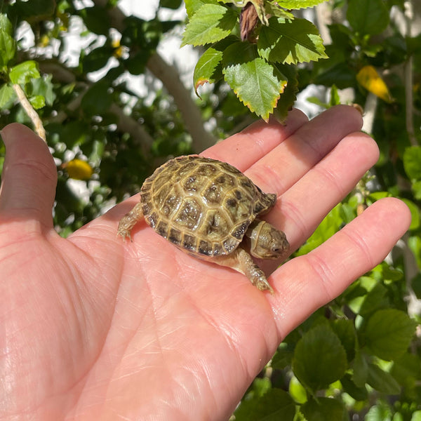 Russian Tortoise #3R