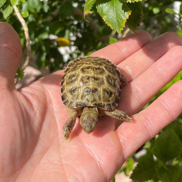 Russian Tortoise #3R