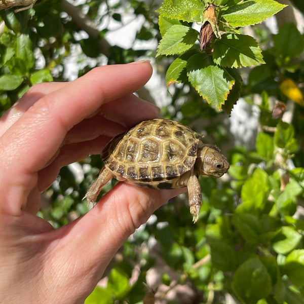 Russian Tortoise #3R