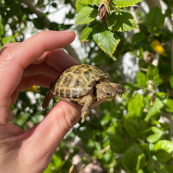 Russian Tortoise #3R