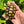 Load image into Gallery viewer, Cherryhead Tortoise
