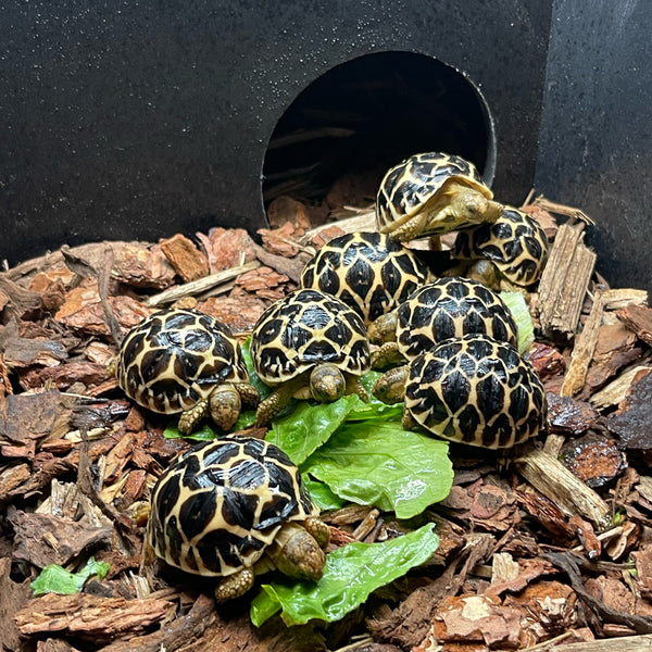 Sri Lankan Star Tortoise