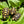 Load image into Gallery viewer, Cherryhead Tortoise
