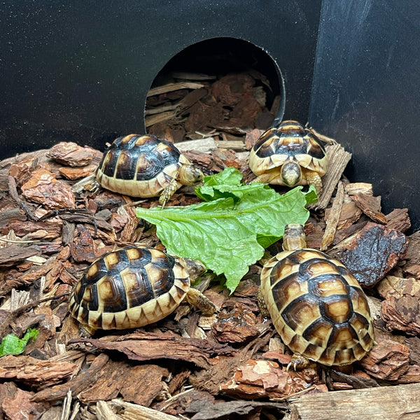 1 Yr Old Started Marginated Tortoise