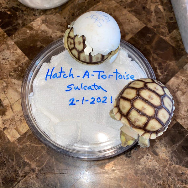 Hatch-A-Tortoise (Sulcata) - David's Jungle