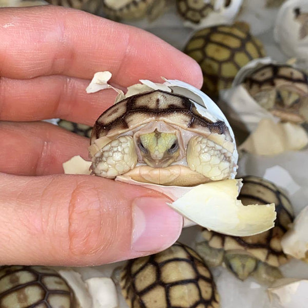 Hatch-A-Tortoise (Sulcata) - David's Jungle