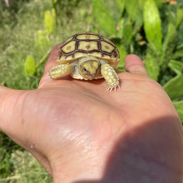Hatch-A-Tortoise (Sulcata) - David's Jungle