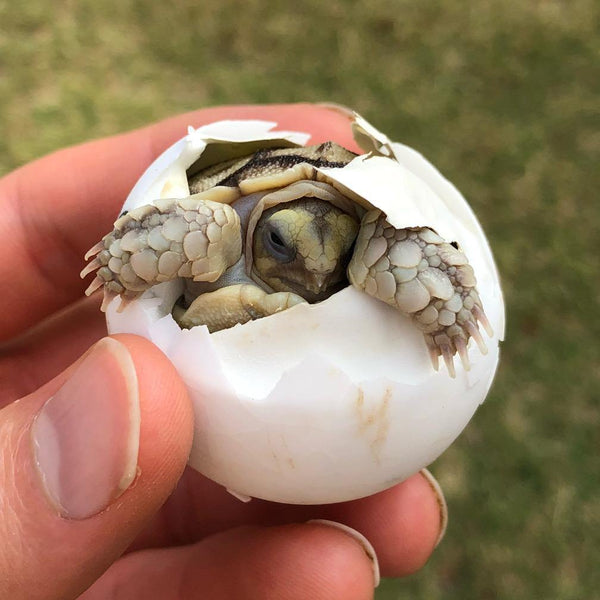 Hatch-A-Tortoise (Sulcata) - David's Jungle