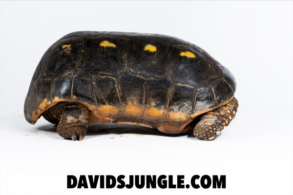 Large Adult Redfoot Tortoise Pair