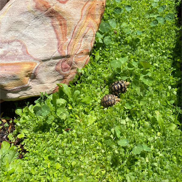 Broadleaf and Flower Browsing Seed Mix