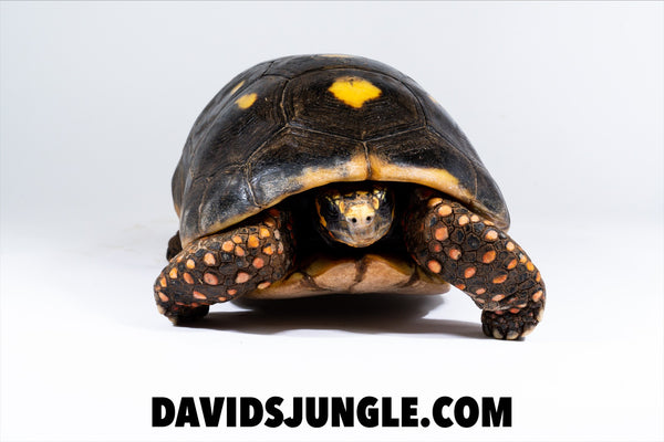Redfoot Tortoise Large Adult Male