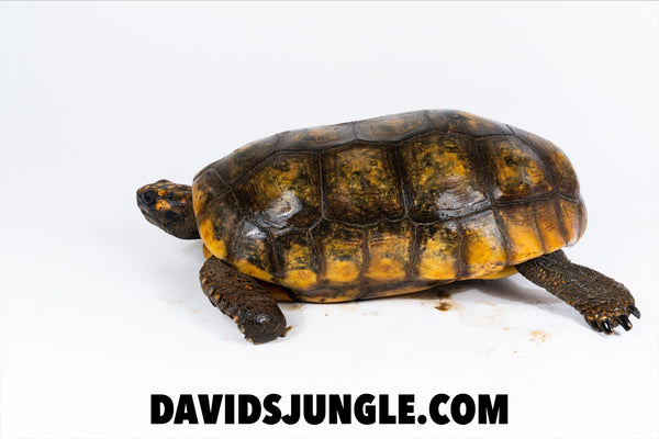 Adult Male YellowFoot Tortoise