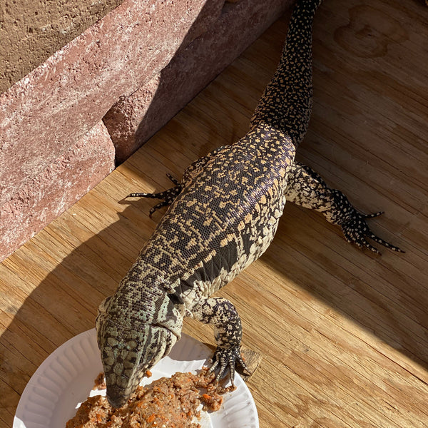 Oddball Skypanther Adult Female Tegu
