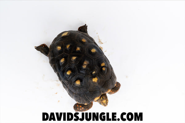 Large Adult Redfoot Tortoise Pair