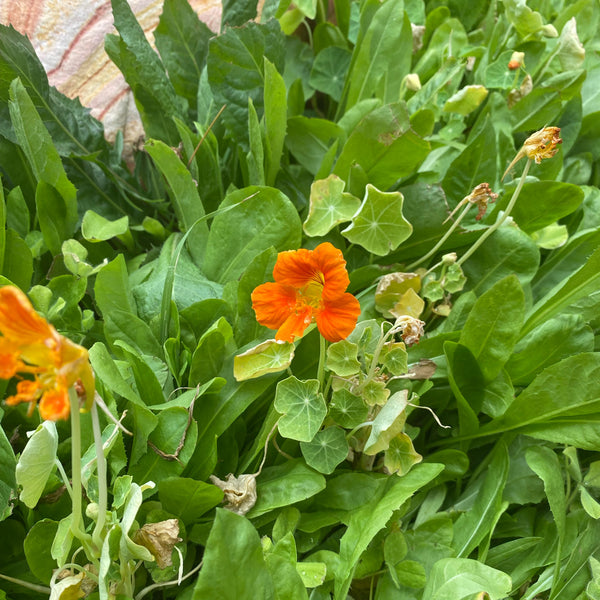 Broadleaf and Flower Browsing Seed Mix