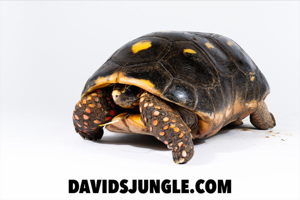 Large Adult Redfoot Tortoise Pair