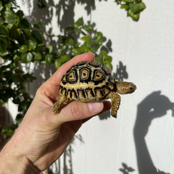 High White Well Started 6 Month Old Leopard Tortoise