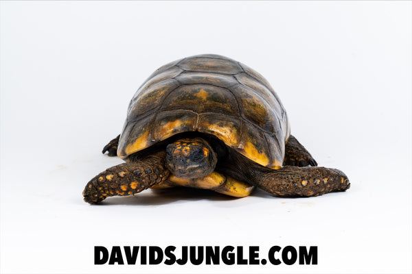 Adult Male YellowFoot Tortoise