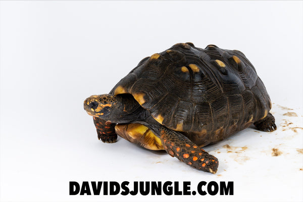 Large Adult Redfoot Tortoise Pair