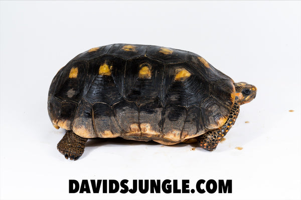 Redfoot Tortoise Adult Male
