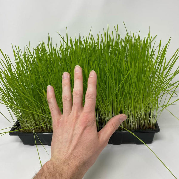 Fast Growing Grass Seeds (Red Wheatgrass) - David's Jungle