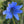 Load image into Gallery viewer, Chicory Wildflower Seeds 3g - David&#39;s Jungle
