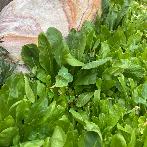 Broadleaf and Flower Browsing Seed Mix