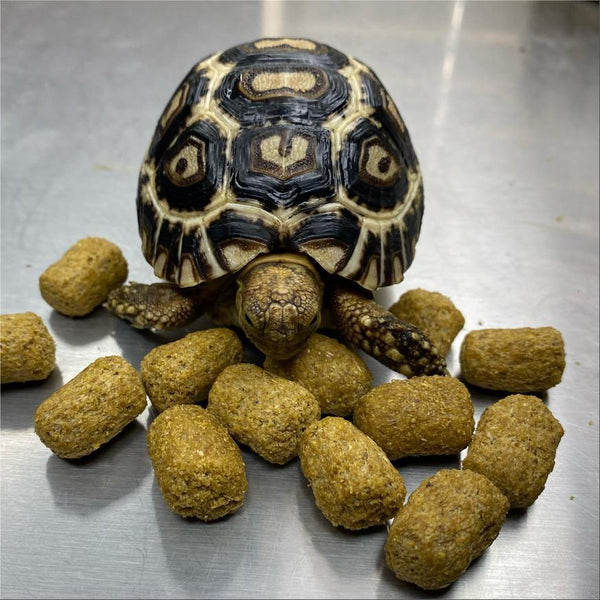 Mazuri Tortoise Diet - David's Jungle