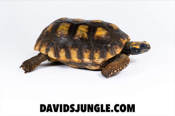 Adult Female YellowFoot Tortoise #2