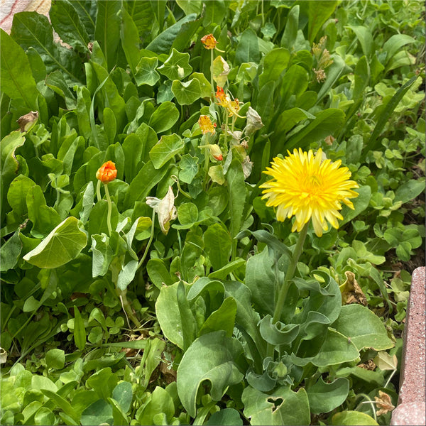 Broadleaf and Flower Browsing Seed Mix