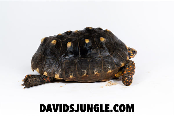 Large Adult Redfoot Tortoise Pair