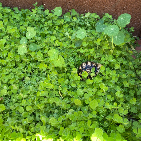 Broadleaf and Flower Browsing Seed Mix