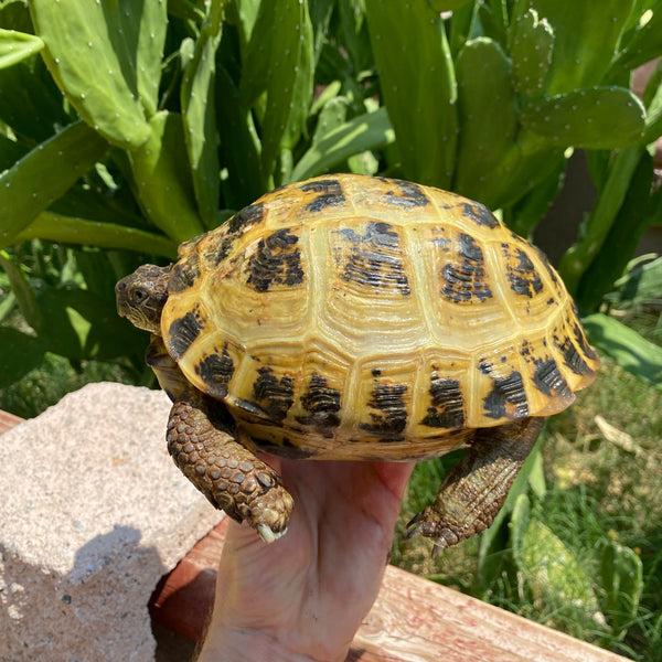 Adult Russian Tortoise Pair