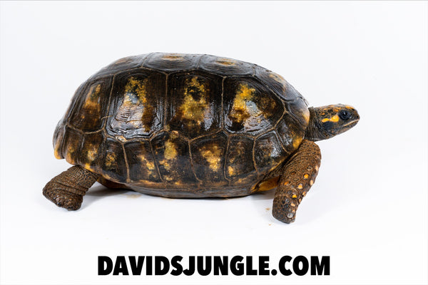 Adult Female YellowFoot Tortoise #3