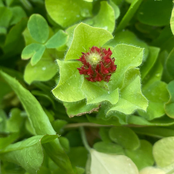 Broadleaf and Flower Browsing Seed Mix