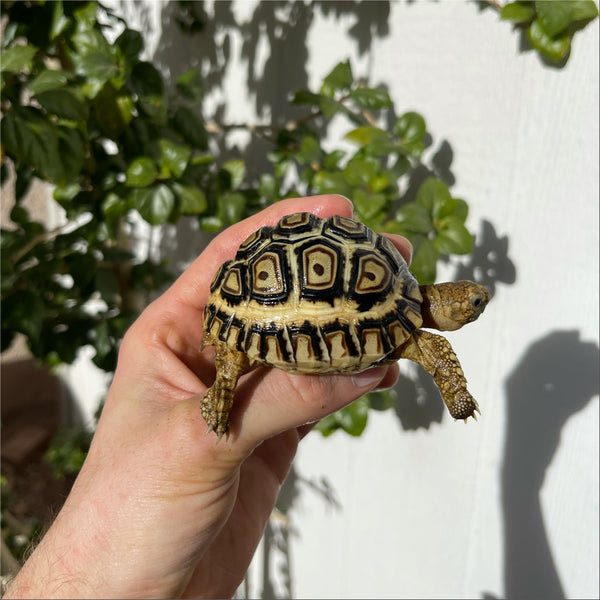 High White Well Started 6 Month Old Leopard Tortoise