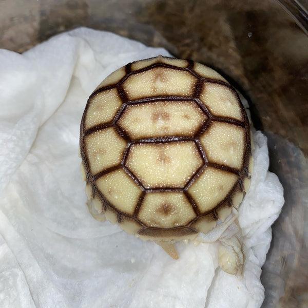 Hatch-A-Tortoise (Sulcata) 2023