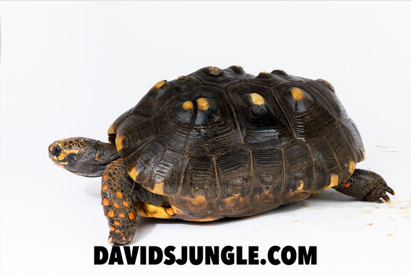 Large Adult Redfoot Tortoise Pair