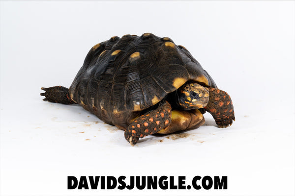 Large Adult Redfoot Tortoise Pair