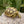 Load image into Gallery viewer, Hatch-A-Tortoise (Sulcata) - David&#39;s Jungle
