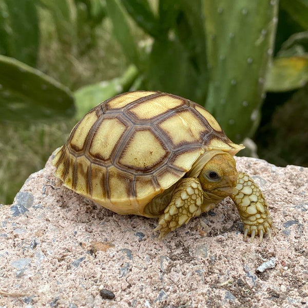 Hatch-A-Tortoise (Sulcata) - David's Jungle