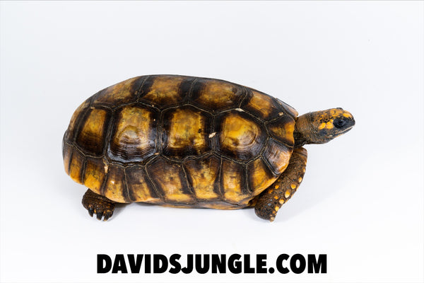Stunning Adult Female Yellowfoot Tortoise