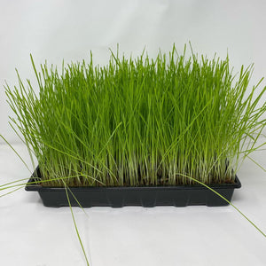 Fast Growing Grass Seeds (Red Wheatgrass) - David's Jungle
