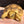 Load image into Gallery viewer, Golden Greek Tortoise
